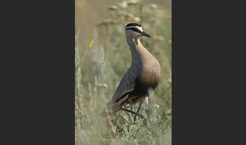 Steppenkiebitz (Vanellus gregarius)