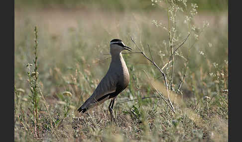 Steppenkiebitz (Vanellus gregarius)