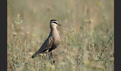 Steppenkiebitz (Vanellus gregarius)