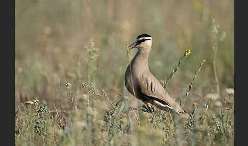 Steppenkiebitz (Vanellus gregarius)