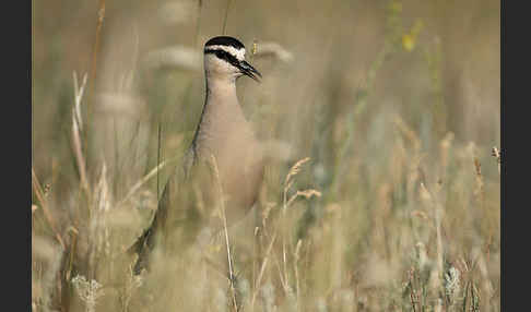 Steppenkiebitz (Vanellus gregarius)