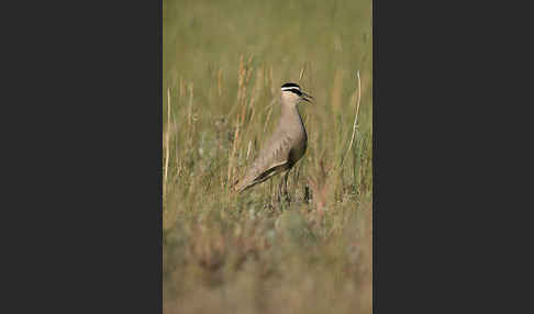 Steppenkiebitz (Vanellus gregarius)