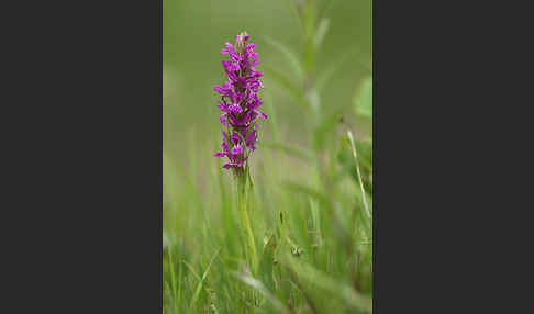 Persisches Knabenkraut (Dactylorhiza umbrosa)