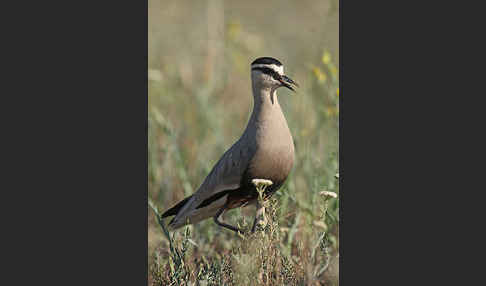 Steppenkiebitz (Vanellus gregarius)