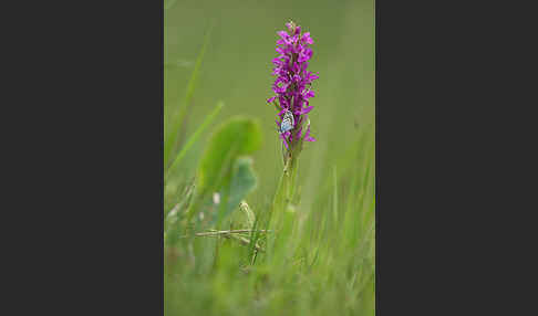 Persisches Knabenkraut (Dactylorhiza umbrosa)