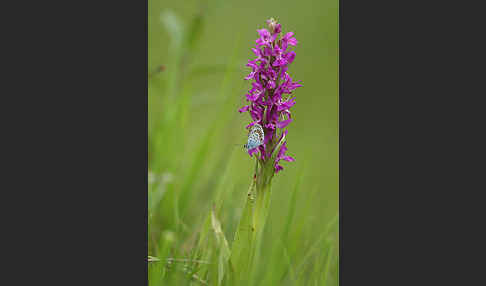 Persisches Knabenkraut (Dactylorhiza umbrosa)