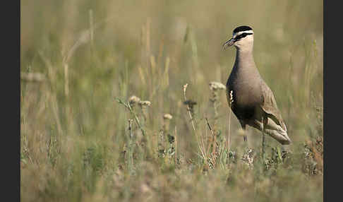 Steppenkiebitz (Vanellus gregarius)