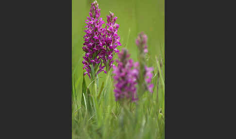 Persisches Knabenkraut (Dactylorhiza umbrosa)