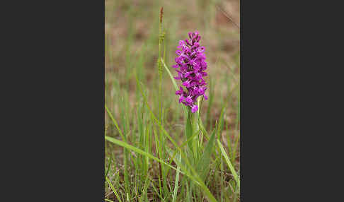 Persisches Knabenkraut (Dactylorhiza umbrosa)