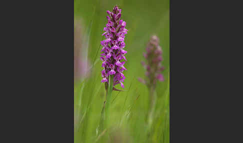 Persisches Knabenkraut (Dactylorhiza umbrosa)