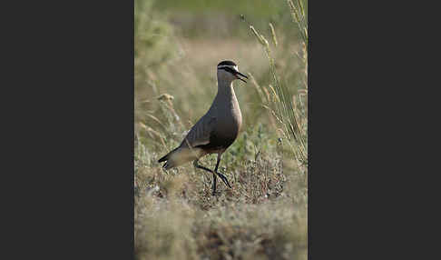 Steppenkiebitz (Vanellus gregarius)