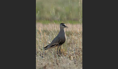 Steppenkiebitz (Vanellus gregarius)