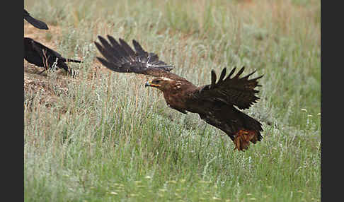 Steppenadler (Aquila nipalensis)