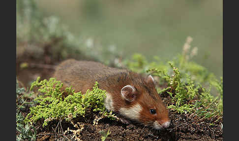 Hamster (Cricetus cricetus)