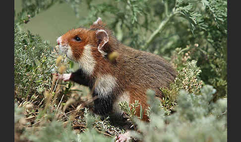 Hamster (Cricetus cricetus)