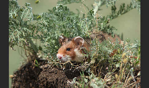 Hamster (Cricetus cricetus)