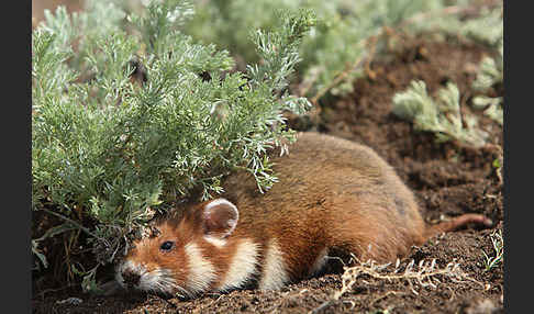 Hamster (Cricetus cricetus)