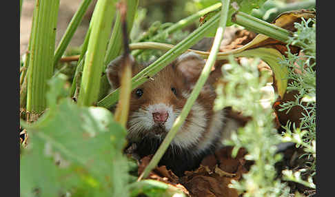 Hamster (Cricetus cricetus)