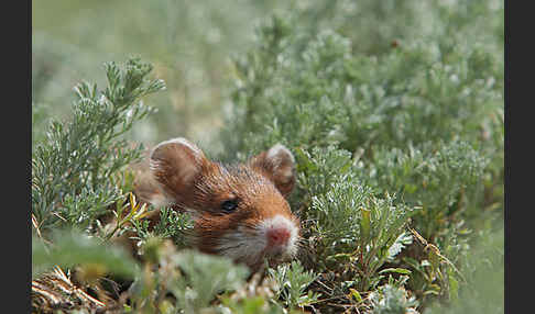 Hamster (Cricetus cricetus)