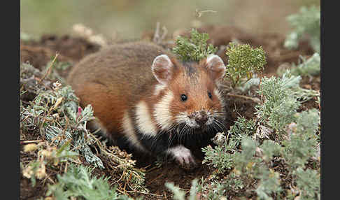 Hamster (Cricetus cricetus)