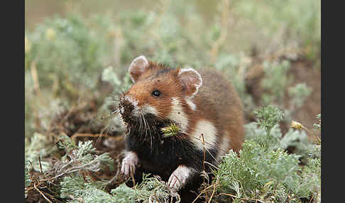 Hamster (Cricetus cricetus)