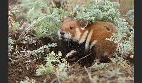 Hamster (Cricetus cricetus)