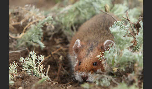 Hamster (Cricetus cricetus)