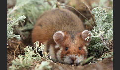 Hamster (Cricetus cricetus)