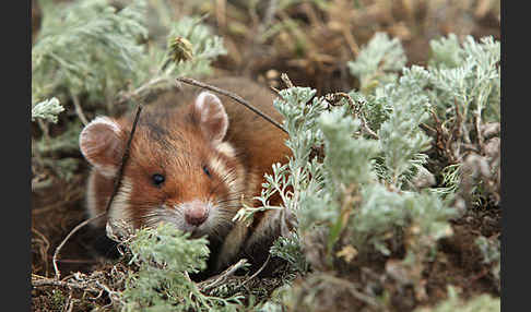 Hamster (Cricetus cricetus)