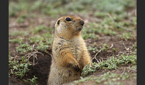 Gelbziesel (Spermophilus fulvus)