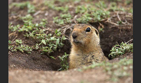 Gelbziesel (Spermophilus fulvus)