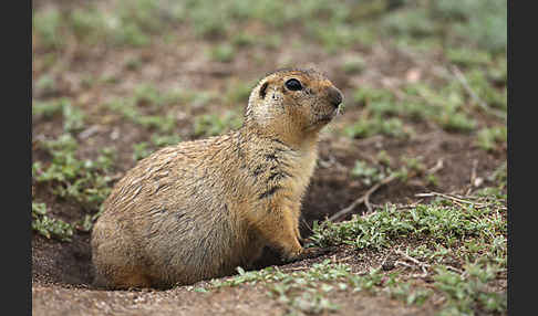 Gelbziesel (Spermophilus fulvus)