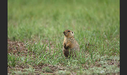 Gelbziesel (Spermophilus fulvus)