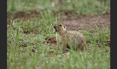 Gelbziesel (Spermophilus fulvus)