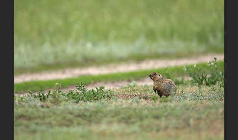 Gelbziesel (Spermophilus fulvus)