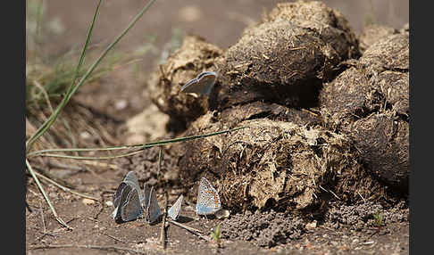 Bläulinge spec. (Lycaenidae spec.)