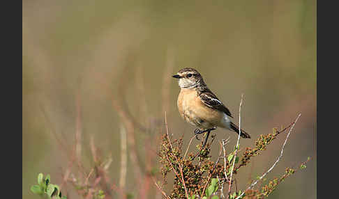 Schwarzkehlchen (Saxicola torquata)