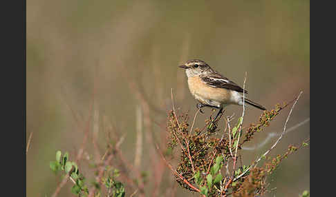 Schwarzkehlchen (Saxicola torquata)