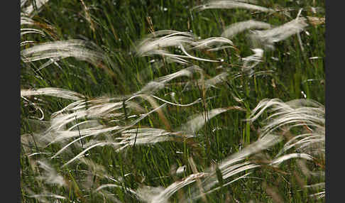 Federgras (Stipa spec.)