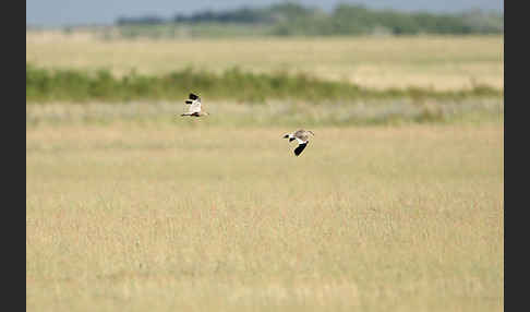 Steppenkiebitz (Vanellus gregarius)