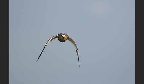 Steppenkiebitz (Vanellus gregarius)