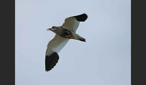 Steppenkiebitz (Vanellus gregarius)