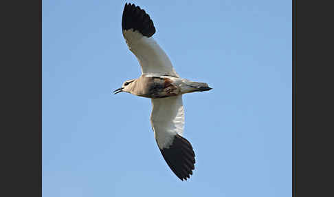 Steppenkiebitz (Vanellus gregarius)