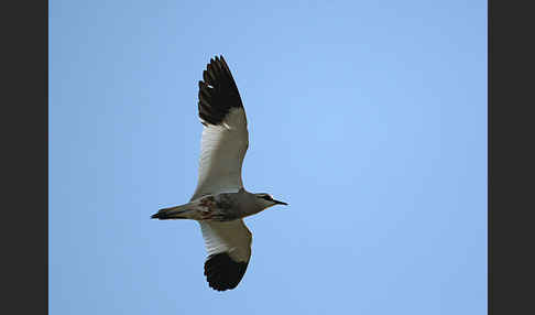 Steppenkiebitz (Vanellus gregarius)