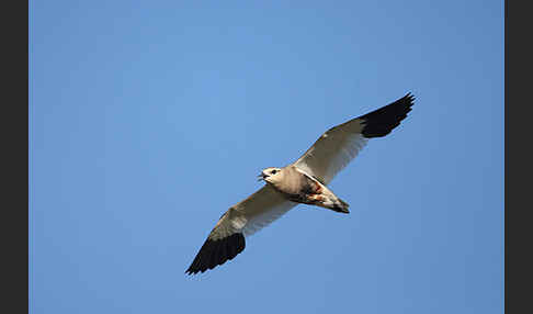 Steppenkiebitz (Vanellus gregarius)