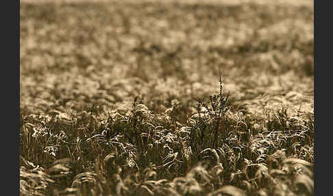 Federgras (Stipa spec.)