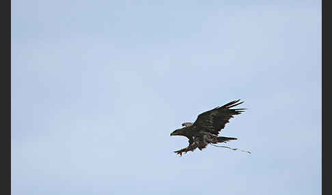 Steppenadler (Aquila nipalensis)