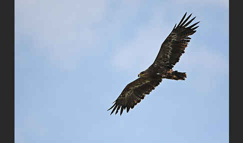 Steppenadler (Aquila nipalensis)