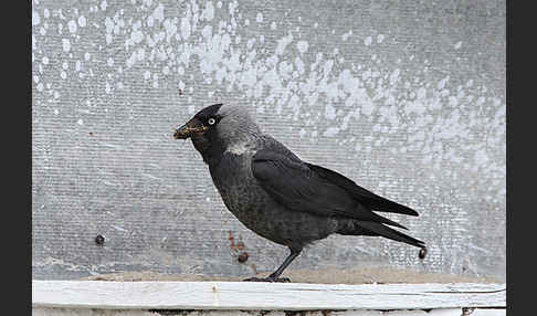 Dohle (Corvus monedula)