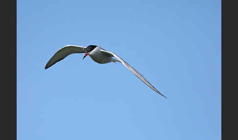 Flußseeschwalbe (Sterna hirundo)